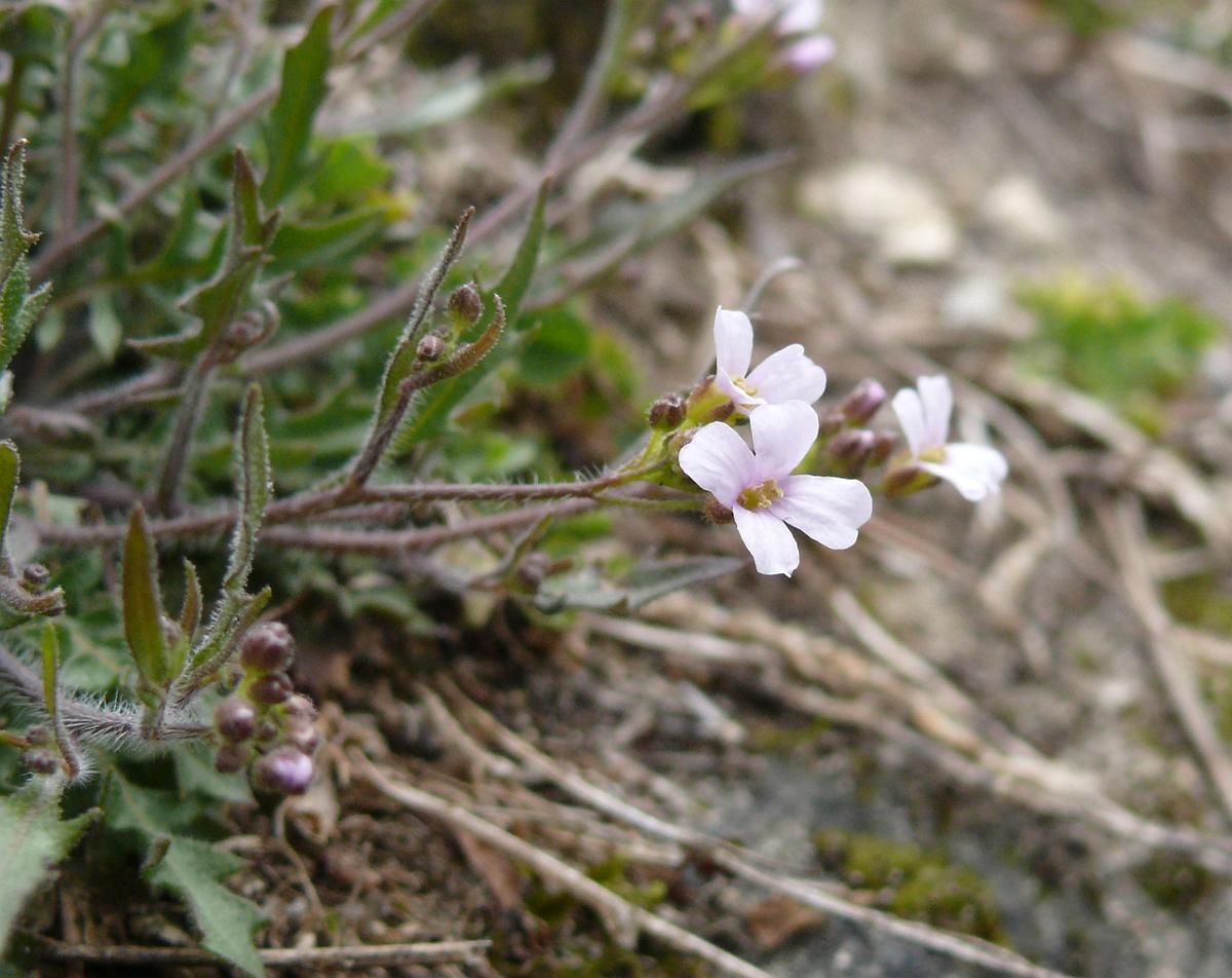 Wirtualny atlas roślin: Rzeżusznik piaskowy / Arabidopsis arenosa